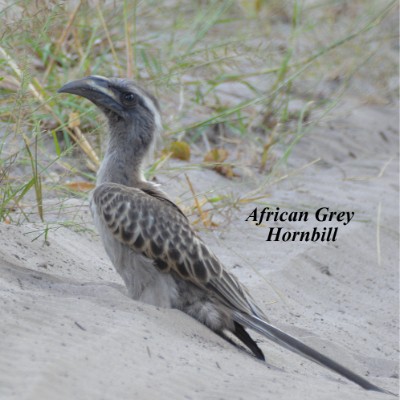 African Grey Hornbill